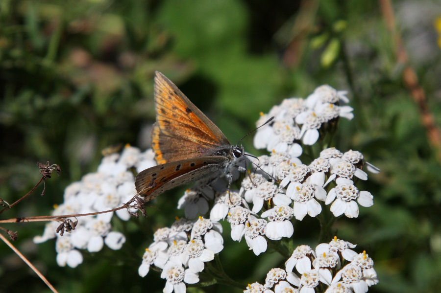 Lycaena hippothoe?